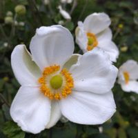 シュウメイギク,秋明菊,キブネギク(貴船菊),鉢植え,ガーデニングの画像