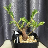 パキポディウム・サキュレンタム,パキポディウム・サキュレンタム,ユーフォルビア・ギラウミニアナ,ユーフォルビア・ギラウミニアナ,センナ・メリディオナリスの画像