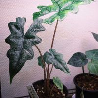 アンスリウム,観葉植物,植物のある暮らし,フィロデンドロン属,アロカシア属の画像