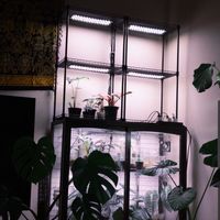 観葉植物,植物のある暮らし,植物棚,植物好きな人と繋がりたいの画像