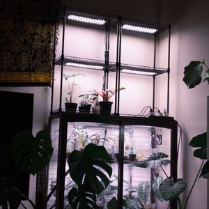 観葉植物,植物のある暮らし,植物棚,植物好きな人と繋がりたいの画像