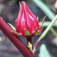 ローゼル,庭の宿根草,お花に癒されて,GSアダルトチーム,チーム岐阜の画像