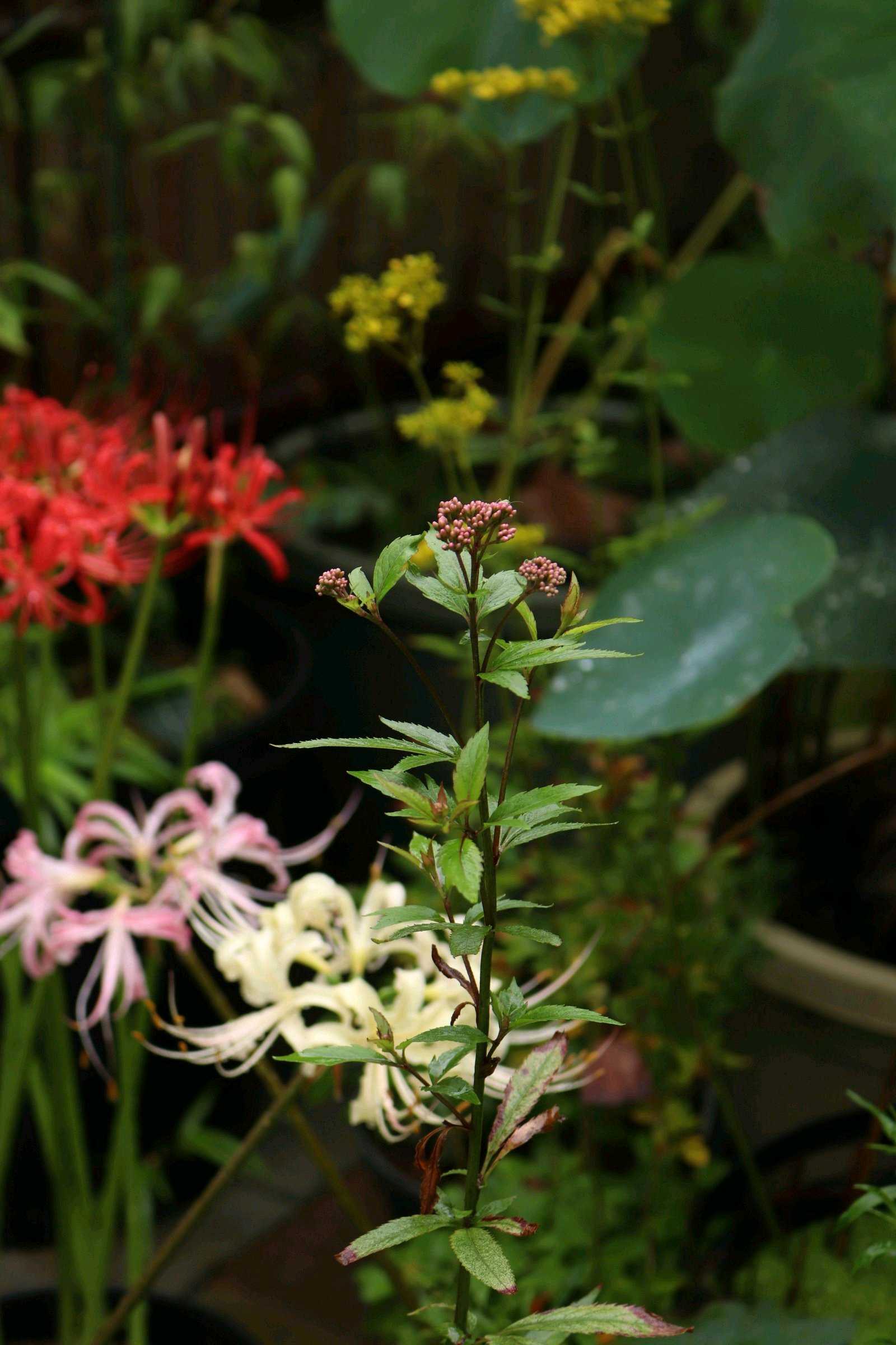 彼岸花の育て方｜球根の植え方や掘り上げ方は？植え付け時期はいつ
