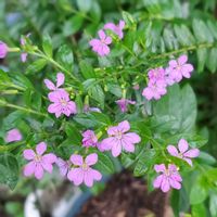クフェア,可愛い〜♡,ピンクのお花,カラフルお花,優しい色合い♡の画像