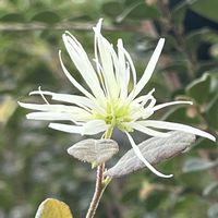 クコ,トキワマンサク,オオシロカラカサタケ,シロバナトキワマンサク,庭木の画像