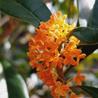 キンモクセイ,キンモクセイ,シュウメイギク,シュウメイギク,ナンテンの画像