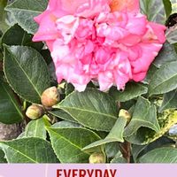 ツバキ,華やか,花友さんの庭,びっくりの画像