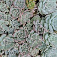 多肉植物,葉挿し,多肉寄せ植え,実生苗,葉挿し苗の画像