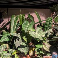 アンスリウム,モンステラ,フィロデンドロン,観葉植物,グリーンのある暮らしの画像