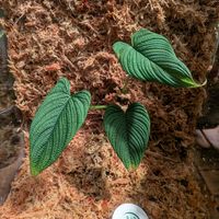 フィロデンドロン,観葉植物,フィロデンドロン属,Philodendron,Philodendron lynnhannoniaeの画像