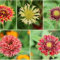 ガイラルディア,横浜,9月の花,里山ガーデン大花壇,GREEN×EXPO 2027の画像