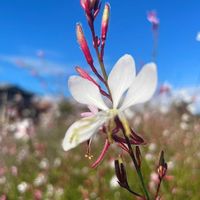 ガウラ,白い花,青空,医療従事者に感謝,今日も明日もの画像