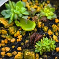 セダム,パリダム,薄化粧,薄化粧,鉢植えの画像