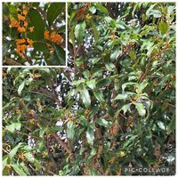 エゴノキ,キンモクセイ,蓼藍(タデアイ),アカボシゴマダラ,公園の画像