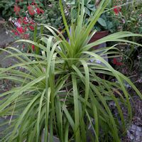 トックリラン(ポニーテール),サルビア・コクシネア,花のある暮らし,観葉植物のある暮らし,多様性を愛する会の画像