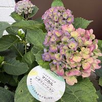 アジサイ,ハイドランジア,アジサイ（マジカルレボリューション）,ハイドランジアマジカルレボリューション,ハクサンの画像