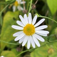 ヨメナ,ヨメナ,ミズヒキ,スマホ,おでかけ先の画像