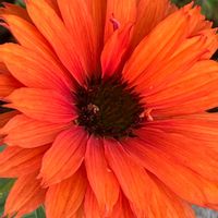 エキナセア,エキナセア,八重咲き,オレンジ色,オレンジ色の花の画像