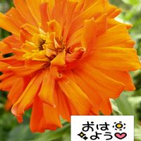 百日草,ビタミンカラー,プランター栽培,オレンジ色の花,百日草の栽培の画像