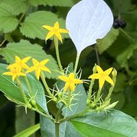 コンロンカ,コンロンカ,散歩,花散歩,花のある暮らしの画像