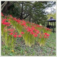 ハス,ヒガンバナ,シロシキブ,里芋の葉っぱ,お花大好き♡の画像