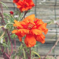 マツバボタン,ガーデニング,ネコ好き,夏の花,こぼれ種の画像