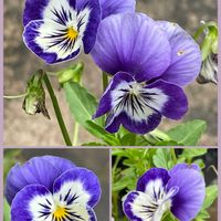 ビオラ,イモカタバミ,花のある暮らし,お花大好き♡,ピンクワールドへ ようこその画像