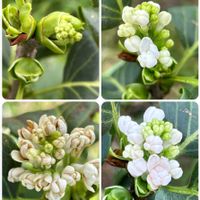 ライラック,花のある暮らしの画像