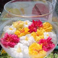 マツバボタン,可愛い〜♡,GSに感謝。,お花は癒し,GS皆様ありがとうの画像