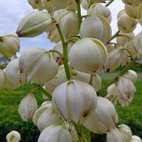 ユッカ,Yucca gloriosa Variegata,厚葉君が代蘭の画像