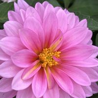 ダリア,素敵な出会いに感謝,今日も元気で,今日も笑顔で♡,花を通じて愛と平和をの画像