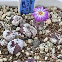 多肉植物,コノフィツム属,コノフィツム 実生,ベランダの画像