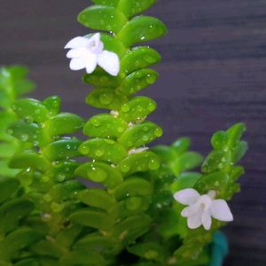 アングレカム ディスティカム,洋蘭,洋ラン,着生植物,着生ランの画像