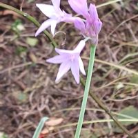 ツルバキア,庭の画像