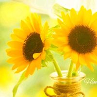 ヒマワリ,ひまわり,ガーデニング,黄色い花,花のある暮らしの画像