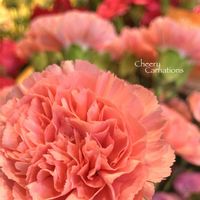 カーネーション,お花屋さん,気分転換,植物との暮らし,カラフルな花の画像