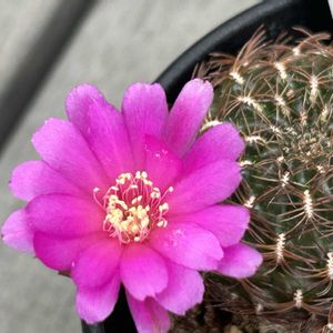 サボテン,アルビッシマ,スルコレブチア アルビッシマ,サボテンの花,レブチア属の画像