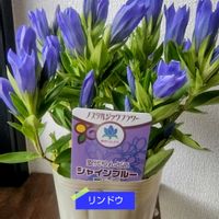 リンドウ,花のある暮らし,小庭,植物大好き,人に優しくの画像