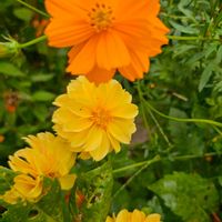ダリア,キバナコスモス,月曜日は元気色の花,庭の画像