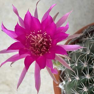サボテン,短毛丸,名前を教えて,サボテンの花,エキノプシス属の画像