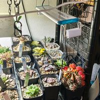 ブレクナム オブツサタム var.オブツサタム,植物棚の画像
