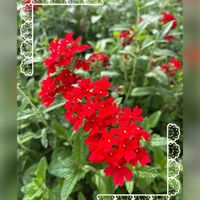 バーベナ,ご近所,今日の一枚,ありがとう♡,9月の画像