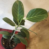 フィカス ベンガレンシス,フィカス・ベンガレンシス,鉢植え,ガーデニング,緑のある暮らしの画像