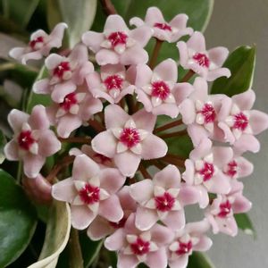 サクララン,ホヤ・カルノーサ・リップカラー,観葉植物,ホヤ,つる性植物の画像