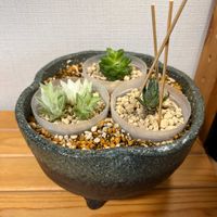 オブツーサ,氷砂糖,十二の巻,ハオルチア（オブツーサ、氷砂糖、十二の巻）の画像