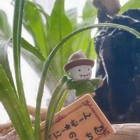 アスプレニウム,アダン,アクアリウム,ビバリウム,小さな生き物の画像