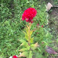けいとう (鶏頭)),花が好き,無農薬❤家庭菜園,野菜が好き,庭の画像