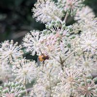 ツリフネソウ,ウドの花,ウド,オタカラコウ,シシウドの花の画像