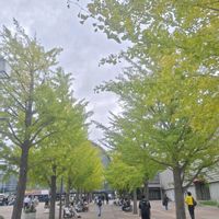 イチョウ,インテックス大阪,お出かけ先の画像