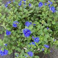 アメリカンブルー,エボルブルス ブルーラグーン,花のある暮らし,青い花マニア,おうち園芸の画像